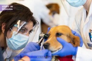 study veterinary medicine in Romania