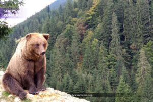 interesting facts about Romania brown bear